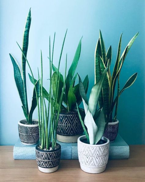 Snake Plant Varieties, Types Of Snake, Elephant Ear Plant, Snake Plants, Plant Varieties, Short Plants, Green Inspiration, Soil Layers, Office Plants