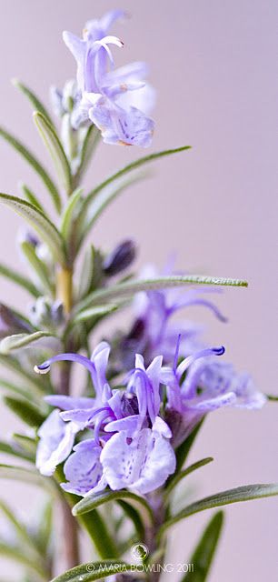 Rosemary Flower, Tattoo Plant, Healing Plants, Herbal Tea Blends, Rosmarinus Officinalis, Language Of Flowers, Deck Garden, Lemon Balm, Cloth Material