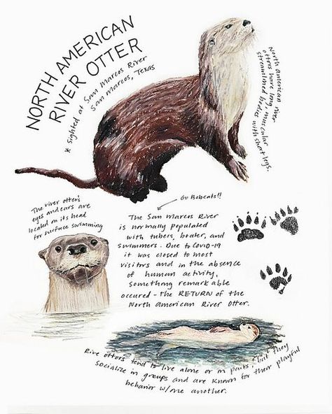 North American River Otter, Otter Poster, Otter Facts, Giant River Otter, Animal Infographic, Watercolor Study, River Otters, Otter Art, Field Journal