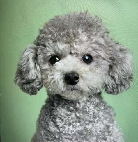 Puppy Tricks, Havapoo Puppies, Toy Poodle Haircut, Blue Poodle, Poodle Haircuts, Dr Grey, Grey Poodle, Silver Poodle, Poodle Haircut