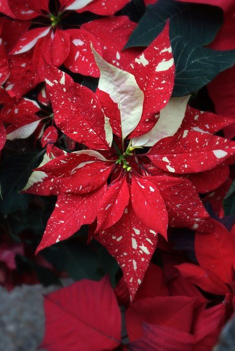 Christmas Flower Aesthetic, Poinsettias Flowers, Red Poinsettia, Ponsietta Flowers, Poinsettia Photography, Pointsetta Flower, Christmas Flowers Poinsettia, Sunflower Centerpieces Diy, Xmas Flowers