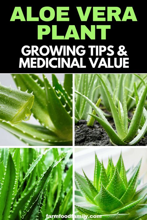 Aloe Vera Plant: Growing Tips, Benefits & Medicinal Value #aloevera #gardeningtips #farmfoodfamily Potting Plants, Growing Aloe Vera, Ayurvedic Tips, Vinegar Cleaner, Succulent Leaves, Green Land, Grayish Green, Kitchen Herbs, Aloe Barbadensis