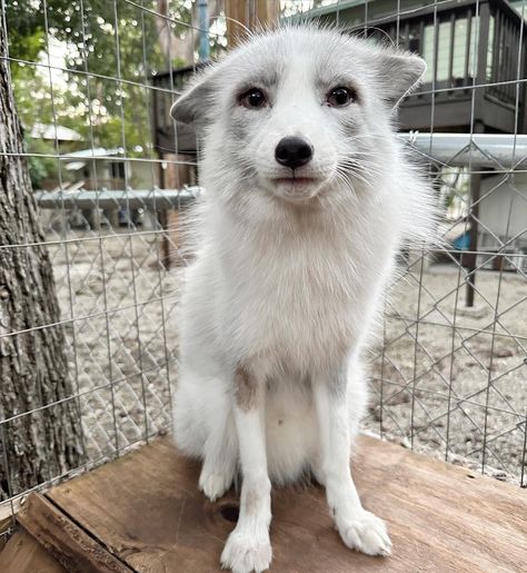 Arctic Fox Mixes, Arctic Fox Aesthetic Animal, Fennec Fox Pet, Arctic Foxes, Fenic Foxes Pets, Fox Den, Arctic Fox, Favorite Animals, Pretty Animals