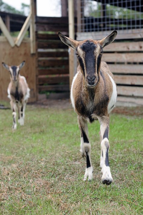 Milk Goats, Alpine Goats, Raising Farm Animals, Goat Kidding, Dairy Goats, Wanna Kiss, Goat Farming, Baby Goats, Growing Family