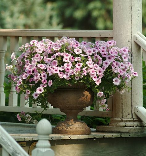 Petunia Hanging Baskets, Wave Petunias, Petunia Plant, Rain Lily, Summer Flowering Bulbs, Ornamental Kale, Summer Bulbs, Atlanta Botanical Garden, Deciduous Trees