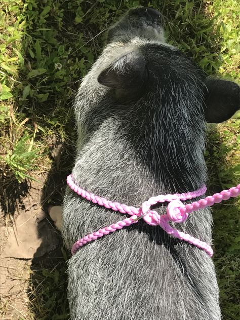 Diy Pig Harness, Mini Pig Care, Pig Harness, Pig Shelter, Pastured Pigs, Animal Rescue Ideas, Kune Kune Pigs, Pepper Pig, Big Pigs