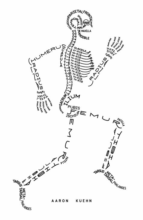 Aaron Kuehn skeletal print - this and the muscles would be awesome! Spine Illustration, Spine Art, Body Bones, Anatomy Bones, Skeletal System, Medical School Studying, Human Body Systems, Medical Studies, Body Systems