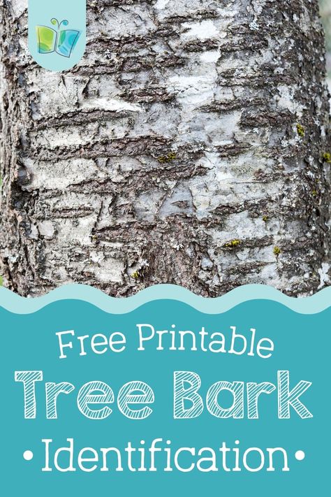 Learn how to identify various species of tree bark with our free tree bark poster and matching game! Find this and more nature activities for kids on The Good and the Beautiful Blog. Forestry Activities For Kids, Tree Identification Chart For Kids, Tree Bark Printable, Bark Identification, Tree Identification Chart, How To Identify Trees, Identifying Trees, Tree Bark Pictures, Tree Bark Pattern