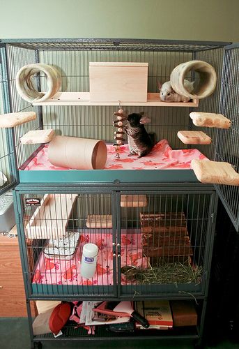 Chinchilla Cage Ideas Aesthetic, Chinchilla Cage Ideas, Hammock Diy, Pet Rat Cages, Chinchilla Care, Chinchilla Cute, Ferrets Care, Chinchilla Pet, Chinchilla Cage