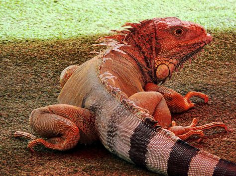 https://flic.kr/p/4wQWUi | Orange Iguana | If there's such a thing as a pink panther, well, there's an orange iguana likewise. Taken at the wildlife and crocodile farm show, the red tarp of the tent under the bright sunshine makes this seemingly gigantic "Godzilla" look tangerine all over. He is actually gray and only three feet long. Pink Iguana, Big Iguana, Red Iguana, Chameleon Lizard, Green Iguana, Reptile Snakes, Chameleons, Leopard Gecko, Charles Darwin