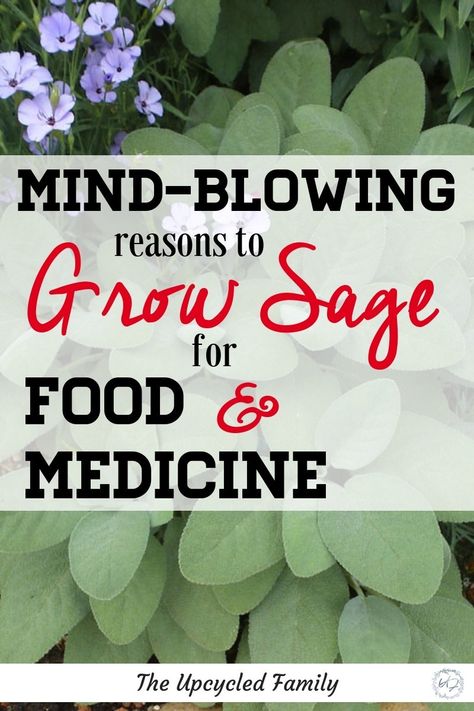 Grow Sage, Growing Herbs In Pots, Sage Benefits, Growing Sage, Homestead Gardening, Medicinal Herbs Garden, Sage Plant, Herb Gardening, Seed Starter