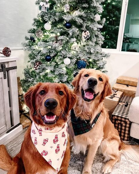 UNCNDTNL | Pet Bandanas on Instagram: "On the 6th day of Christmas Santa Paws gave to me… 2 goofy goobers 🤪 Get your favorite pet accessories for the holidays on our website today! 🎄🎅🏽 💚Check out our website for our Holiday collection! ❤️Use code DECEMBER15 for 15% of at checkout 💚Link in bio #Christmas #ChristmasBandana #HolidayBandana #HolidayPetBandana #ChristmasPetBandana #HolidayPetAccessory #ChristmasPetAccessory #goldenretriever #Dog #Cat #DogBandana #PetBandana #CatBandana #petacce Dog Christmas Bandana, Christmas Bandana, Christmas Dog Bandana, Santa Paws, Cat Bandana, Dog Christmas, Very Merry Christmas, Pet Bandana, Christmas Animals