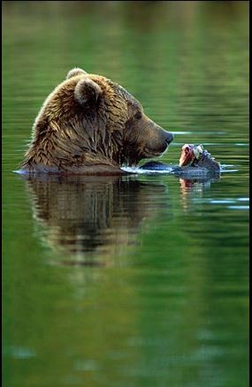 Bear Photo, Kodiak Bear, Wild Bear, Fishing Hole, Grizzly Bears, Katmai National Park, Brown Bears, Bear Hugs, Bear Photos