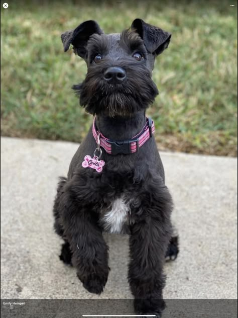 Black Schnauzer Haircut, Mini Schnauzer Haircut Ideas, Mini Schnauzer Grooming Haircuts Short, Snauzer Haircut Styles, Black Mini Schnauzer Puppy, Mini Snauzers Haircuts, Mini Schnauzer Haircut, Mini Schnauzer Grooming Haircuts, Schnauzer Haircuts