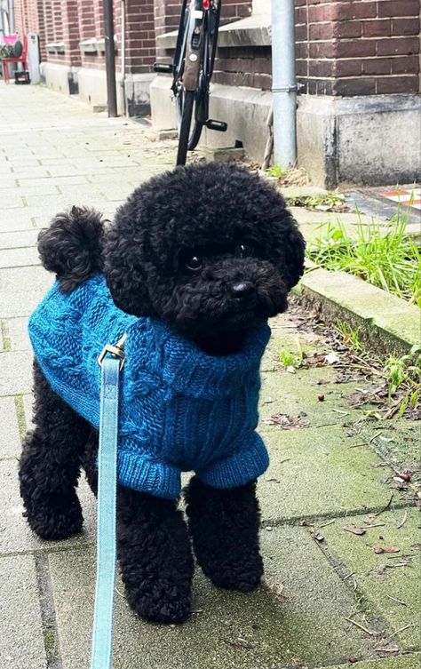 Toy Poodle Puppies Black, Toy Poodle Puppy Cut, Black Poodle Puppy, Black Miniature Poodle, Poodle Puppy Black, Poodle Puppy Cut, Miniature Poodle Black, Black Toy Poodle, Toy Poodle Haircut