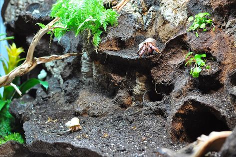 Crabitat Ideas Diy Hermit Crab Habitat, Diy Hermit Crab Habitat, Hermit Crab Tank Ideas, Hermit Crab Cage, Pet Necessities, Crab Habitat, Unusual Pets, Hermit Crab Habitat, Crab Tank