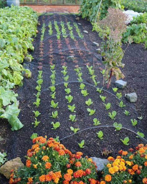 Sleepers Garden Ideas, Sleepers Garden, Courtyard Garden Ideas, Veg Growing, Charles Dowding, Compost Mulch, Hobby Farming, Dig Gardens, Allotment Gardening