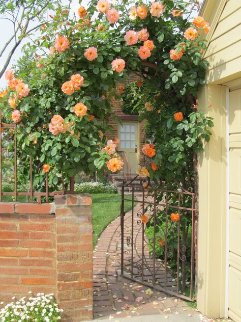 Climbing Westerland roses on back arch with a peak of the back door. Eden Climbing Rose, Pruning Climbing Roses, Climbing Roses Trellis, White Climbing Roses, Rose Climbing, Back Arch, Rose Plant Care, Rose Arbor, Climbing Rose