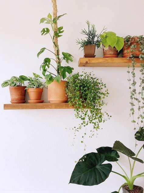 plant shelf ideas Indoor Plant Shelf, Plantas Interior, Indoor Plant Shelves, Shelving Ideas, Planting Plan, Plant Shelf, House Plants Decor, Room With Plants, Plant Shelves