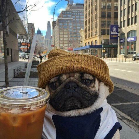 Cute Pug Aesthetic, Excel Humor, Black Pug Puppies, Doug The Pug, Black Pug, Pug Puppies, A Pug, Cute Pugs, The Pug