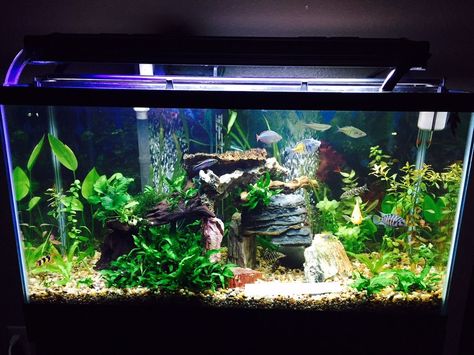 40 Gallon Planted tank 40 Gallon Fish Tank Ideas, 40 Gallon Aquarium Ideas, 10 Gallon Planted Tank, 29 Gallon Planted Aquarium, 20 Gallon Long Planted Aquarium, 200 Gallon Aquarium, 40 Gallon Aquarium, Goldfish Types, Turtle Aquarium