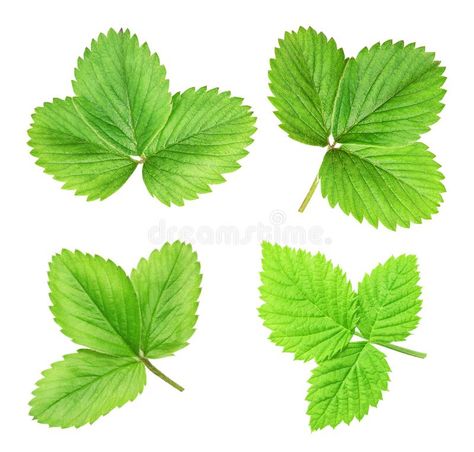 Strawberry Leaves Drawing, Leaf Reference, Fun Phonics Activities, Strawberry Leaf, Strawberry Tree, Strawberry Leaves, Nature Projects, Leaf Photography, Nail Stencils