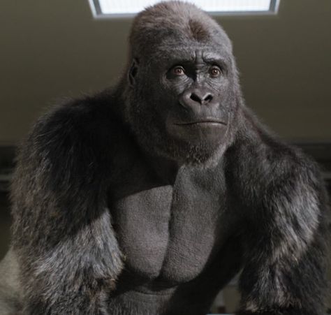 Ivan the Gorilla | Disney Wiki | Fandom Ivan The Gorilla, Change Is Scary, One And Only Ivan, Take A Leap Of Faith, Take A Leap, A Leap Of Faith, Disney Wiki, Disney Film, Last Moment