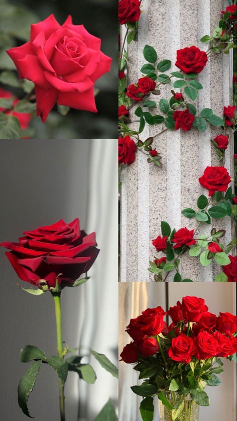 Arquétipo Rosa Vermelha 🌹♥️ Arquétipo do Amor Wallpaper #wallpaper #background #aesthetic #rosa #wallpapercelular #love Aesthetic Rosa, Wallpaper Background Aesthetic, Teddy Bear Wallpaper, Sunflower Wallpaper, Background Aesthetic, Bear Wallpaper, Wallpaper Wallpaper, Shades Of Red, Beautiful Roses