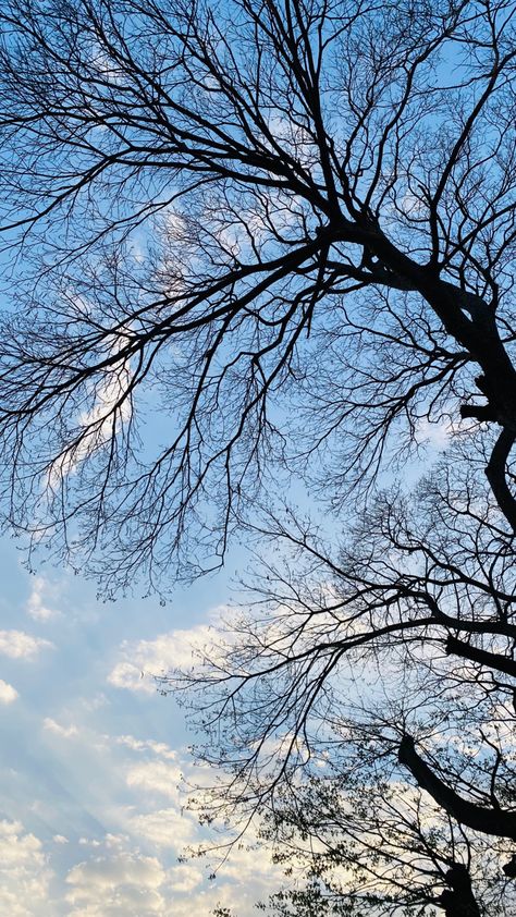 Sky With Trees Aesthetic, Instagram Story Sky Ideas, Aesthetic Weather Pictures, Flowers Asthetics Photos, Profile Picture Nature, Weather Snap, Tree Snap, Night Sky Photography, Sky Photography Nature