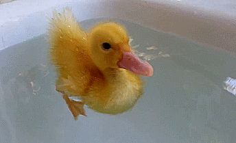 cute animated GIF Duck Stim Gif, Duck Banner Discord, Duck Stimboard, Duck Gif, Swimming Gif, Water Gif, Stim Board, Duck Pictures, Cute Ducklings