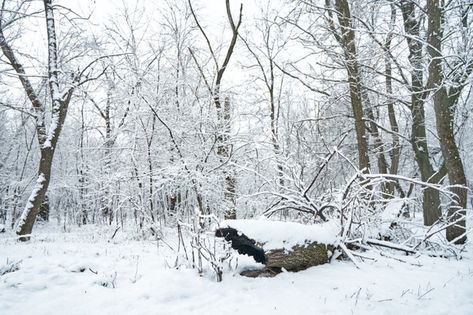 Snow covered winter forest scenery. old ... | Premium Photo #Freepik #photo #background #tree #winter #snow Snow Covered Forest, Photo Snow, Background Tree, Forest Scenery, Tree Winter, Fall 24, Winter Forest, Photo Background, Winter Snow