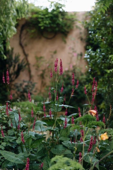 Private - Private Garden - Forest Hill — Sarah Price Landscapes Sarah Price Gardens, Lime Render, Sarah Price, Garden Forest, Steel Pergola, Brick Path, Forest Hill, Weeping Willow, Royal Garden