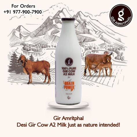 #GirAmritphal Desi Gir Cow A2 Milk Just as nature intended! For Orders: +91 97790-07900 #GirAmritphalFarm #nutritious #GirCow #A2milk #a2milkindia #StayFit #food #indianfood #foodie #healthyfood #healthy #staysafe #milk #gircow #organic #desicow #cowmilk #gircowmilk #milkindia #dairy #gir #desicowmilk #cow #milkman #desicows #healthyfood #puremilk #farmfresh #healthylifestyle #premiummilk #milkottlemilk #dairyfarm #auntjeansdairy #desicowsforabetterindia Gir Cow, A2 Milk, Milk Man, Dairy Farms, Milk Cow, Farm Fresh, Stay Fit, Indian Food Recipes, Rosé Wine Bottle