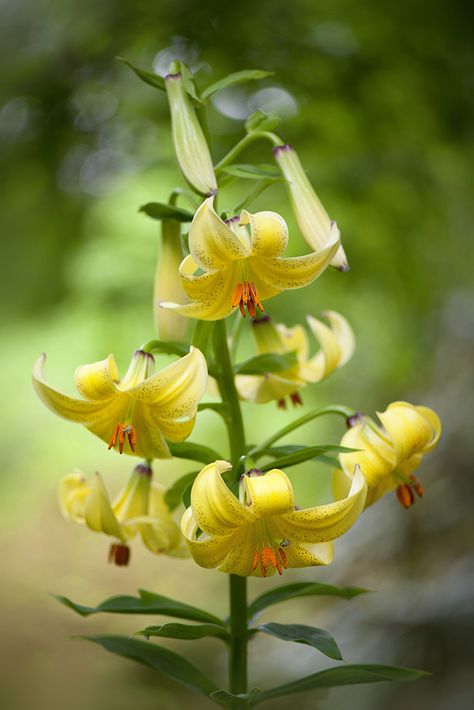 Colorful Gardens, Beautiful Lilies, Lilium Martagon, Martagon Lily, Lily Garden, Garden Flower Beds, Unusual Flowers, Airbrush Art, Rare Flowers