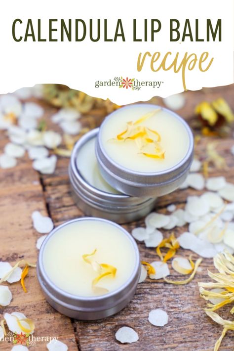 Heather Harris, Natural Chapstick, Salve Recipes, Garden Therapy, Lip Balm Recipes, Homemade Lip Balm, Diy Lip Balm, Dandelion Recipes, Diy Beauty Recipes