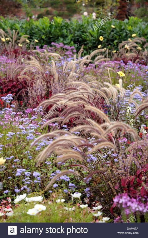 Fountain Grass, Crimson Fountaingrass (pennisetum Setaceum 'rubrum' Stock Photo, Royalty Free Image: 58216910 - Alamy Pennisetum Setaceum, Small Garden Layout, Landscaping A Slope, Fountain Grass, Garden On A Hill, Dry Garden, Grasses Garden, Plant Combinations, Garden Borders