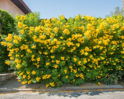 Yellow bells + cv - Inland Valley Garden Planner Yellow Perennials, Butterfly Garden Plants, Bush Plant, Waterwise Garden, Garden Planner, Raised Planter, Water Wise, Tree Seeds, Starter Plants