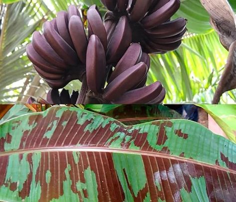 Grow Banana Tree, Red Banana, Fruit Banana, Caribbean Homes, Growing Peonies, Organic Compost, Banana Plants, Perennial Shrubs, Banana Tree