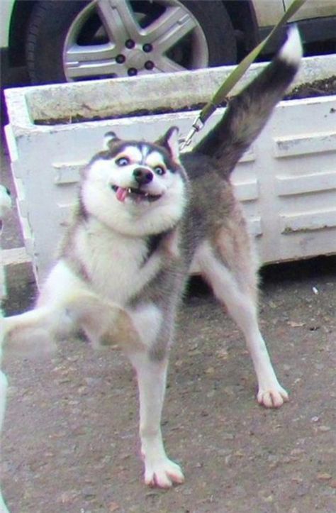 18 Ways of Telling You How to Avoid The Siberian Husky and Horrendous Life Mini Husky, Caine Husky, Husky Funny, Cute Husky, Husky Mix, A Husky, Funny Dog Pictures, Labrador Puppy, Husky Puppy