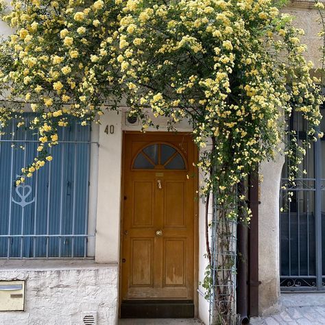 Chez Pluie Provence on Instagram: “Banksia roses and jasmine climbing over the front doors of village houses. 🇫🇷 #frenchhouse #frenchcountry #provence #banksiarose #jasmine…” Village Houses, French House, Provence, French Country, Climbing, Front Door, Garage Doors, Doors, Ceiling