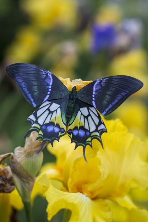 Kaiser I Hind Butterfly, Cool Butterflies, Butterflies Species, Moth Taxidermy, Butterflies Real, Rare Butterflies, Cleaning White Sheets, Unique Butterflies, Beautiful Butterfly Images