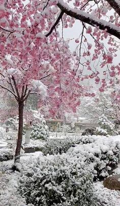 Pretty Flowers Pictures, Cherry Blossom Wallpaper, Deep Winter Colors, The Last Straw, Winter Landscapes, Pink Winter, Nothing But Flowers, Pretty Landscapes, Japan Aesthetic