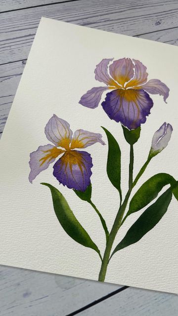 Andrea [] Watercolor Floral Artist on Instagram: "Another bunch of irises for you today! 💜💛 The colors of irises just take my breath away! I used to avoid painting this flower because I assumed that I wouldn’t be able to put it down on paper well enough for it to appear like an iris. I’m so grateful for @jolypoa’s Skillshare course which forced me to try this one out and now I can’t seem to stop! 😅 Did you ever avoid something / avoid painting a subject only to realise that you really love it Watercolour Iris Flower, Iris Painting Acrylic Easy, Iris Flowers Painting, Iris Watercolor Painting, Iris Flower Painting, Iris Paintings, Watercolor Irises, Irises Painting, Irises Flowers