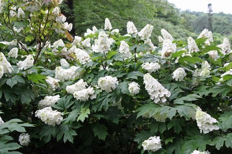 The brilliant white flowers of Snow Queen (Flemygea) oakleaf hydrangea will brighten any summer garden, day or night. Hydrangea Aspera, Fast Growing Shrubs, Hydrangea Shrub, Hydrangea Varieties, Long Blooming Perennials, Hydrangea Quercifolia, Oakleaf Hydrangea, Growing Hydrangeas, Hydrangea Paniculata