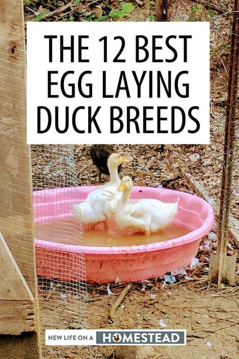 Rouen Duck, Chickens And Ducks, Duck Pens, Urban Chicken Farming, Backyard Ducks, Duck Breeds, Chicken Coop Garden, Duck Coop, Duck Farming