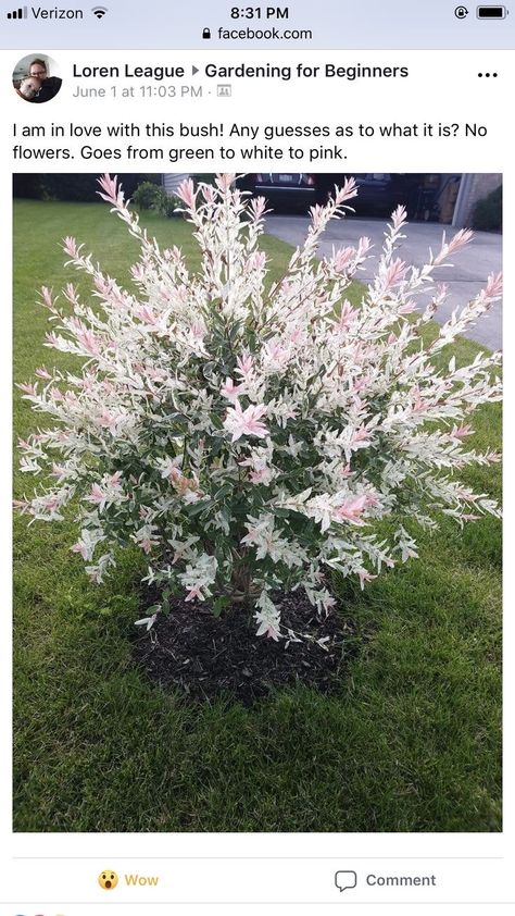 Tricolored Dappled Willow, Tri Color Dappled Willow Shrub, Flamingo Willow Shrub, Flamingo Dappled Willow Bush, Flamingo Dappled Willow, Flamingo Willow, Dappled Willow Tree, Willow Bush, Dappled Willow