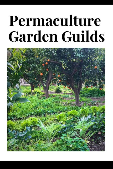 Food Forest Guilds, Permaculture Orchard Layout, Fruit Tree Guild Permaculture Design, Food Forest Layout Permaculture Design, How To Build A Food Forest, Permaculture For Beginners, Plum Tree Guild, Fruit Tree Guild Plans, Guild Planting