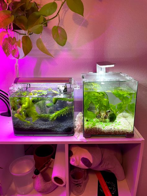 Aquatic plants, petsmart, shrimp, beta fish, fishtank, tank Beta Tank, Beta Fish, Fish Tank Plants, Fish Tanks, Fish Tank Decorations, Aquatic Plants, Fish Tank, Fish, Plants