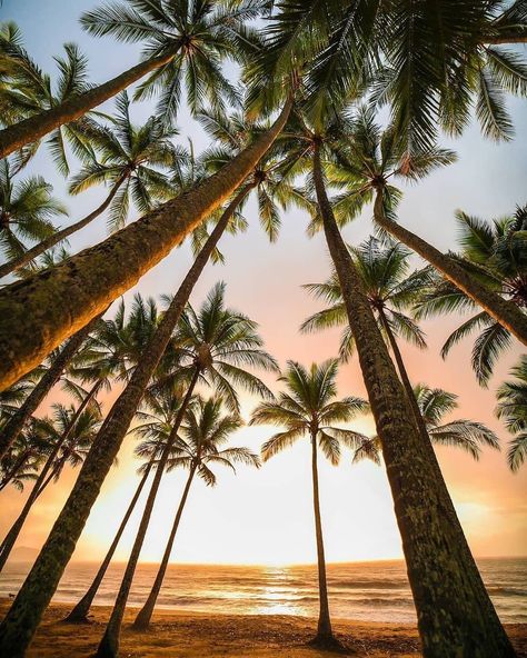 Coconut Bowls™ on Instagram: “✨ Find us under the palms ✨🌴 ​We are so grateful for the magnificent Coconut Tree + all it provides 🥥 ��​ These amazing plants provide an…” Palm Tree Photography, Happy Tuesday Everyone, Palm Cove, Scary Wallpaper, Beach Sunrise, Beach Cottage Decor, White Beach, Sunrise Beach, Tree Wallpaper