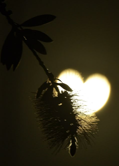 A branch foregrounds the heart shaped sun during an annular solar eclipse seen from Los Angeles Heart In Nature, Burning Love, I Love Heart, Heart Images, Airbrush Art, Beating Heart, With All My Heart, Heart Soul, Solar Eclipse